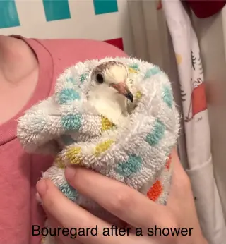 Jasmine and Bouregard