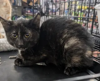 Licorice
