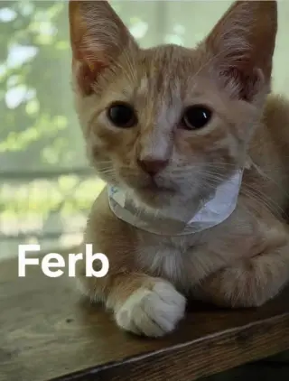 Ferb