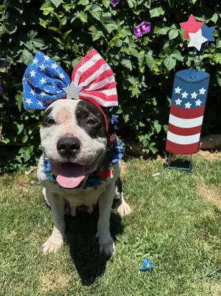 Clarabelle