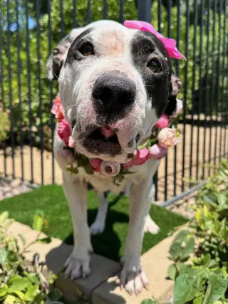 Clarabelle