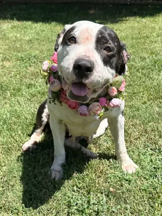 Clarabelle