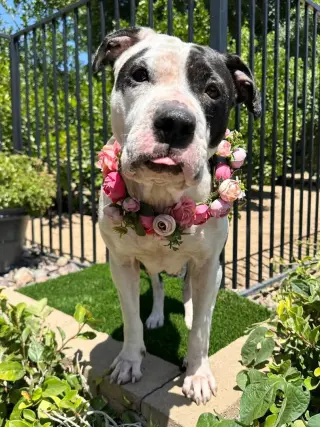 Clarabelle