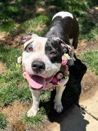 Clarabelle