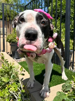 Clarabelle
