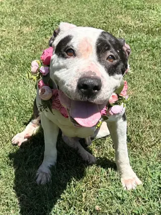 Clarabelle