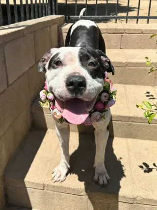 Clarabelle