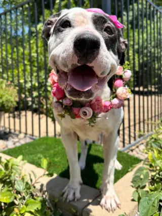 Clarabelle