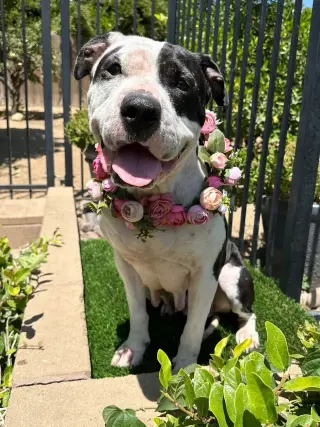 Clarabelle