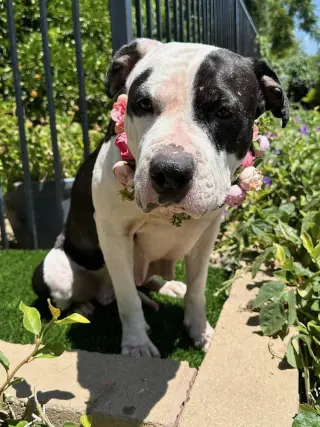Clarabelle