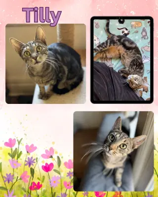 Tilly