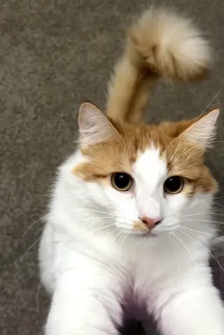 Cheeto (must be adopted with Doritoe)