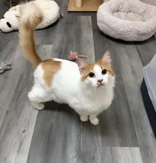 Cheeto (must be adopted with Doritoe)