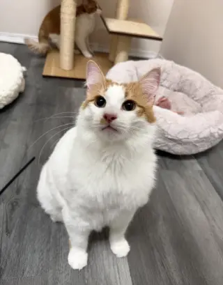 Cheeto (must be adopted with Doritoe)