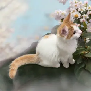 Cheeto (must be adopted with Doritoe)