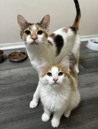 Cheeto (must be adopted with Doritoe)