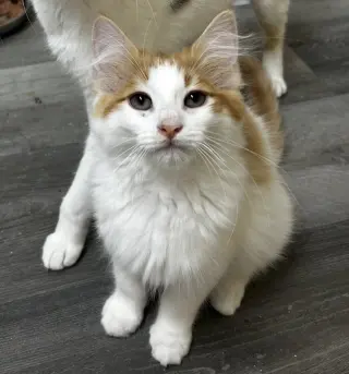 Cheeto (must be adopted with Doritoe)