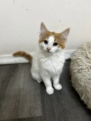Cheeto (must be adopted with Doritoe)