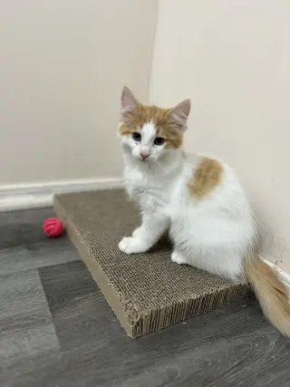 Cheeto (must be adopted with Doritoe)