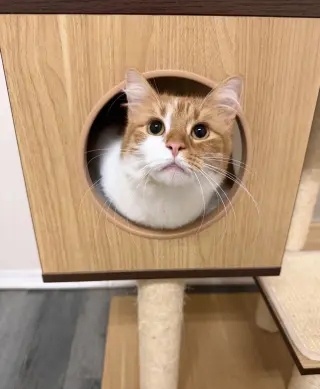 Doritoe (must be adopted with Cheeto)