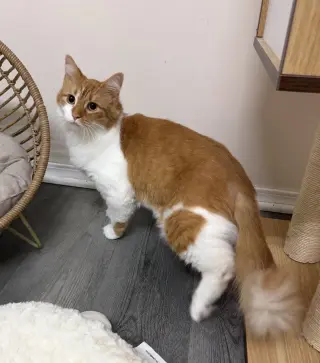 Doritoe (must be adopted with Cheeto)