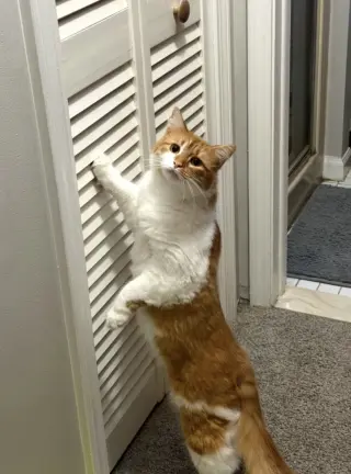 Doritoe (must be adopted with Cheeto)
