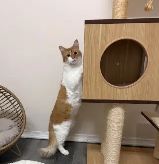 Doritoe (must be adopted with Cheeto)