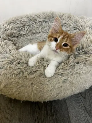 Doritoe (must be adopted with Cheeto)