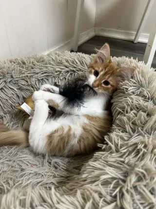 Doritoe (must be adopted with Cheeto)