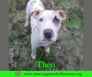 Theo