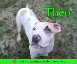 Theo