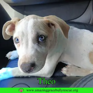 Theo