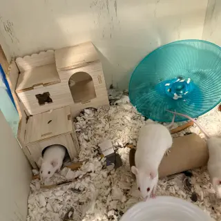 The Snack Mice