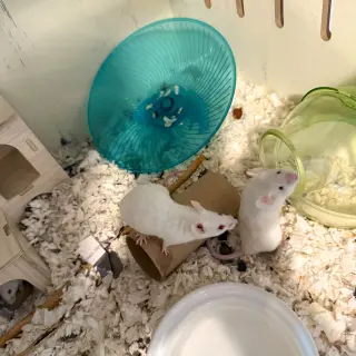The Snack Mice