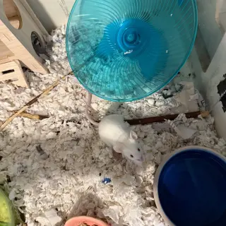 The Snack Mice