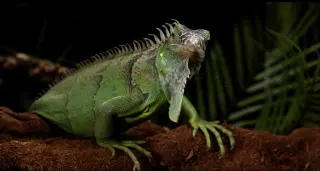Creature
