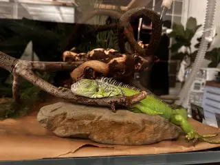 Creature