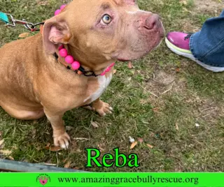 Reba (aka Dolly)