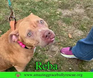 Reba (aka Dolly)