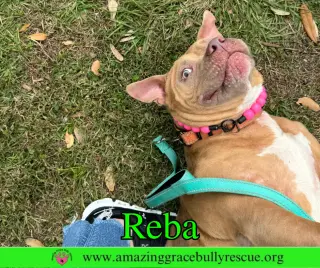 Reba (aka Dolly)
