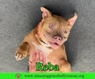 Reba (aka Dolly)