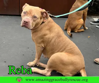 Reba (aka Dolly)
