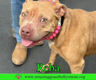 Reba (aka Dolly)