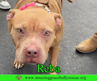 Reba (aka Dolly)