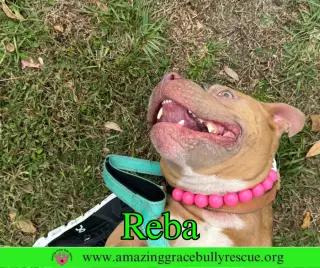 Reba (aka Dolly)