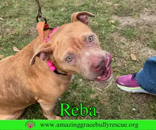 Reba (aka Dolly)