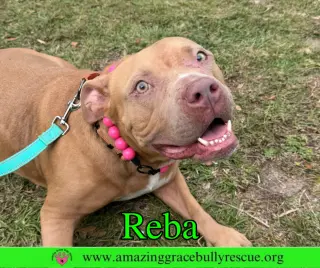 Reba (aka Dolly)