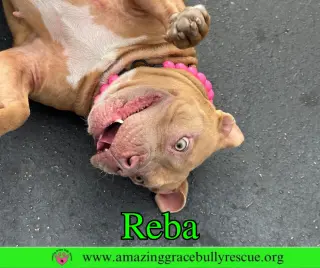 Reba (aka Dolly)