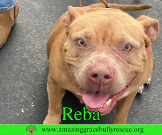 Reba (aka Dolly)