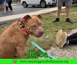 Reba (aka Dolly)